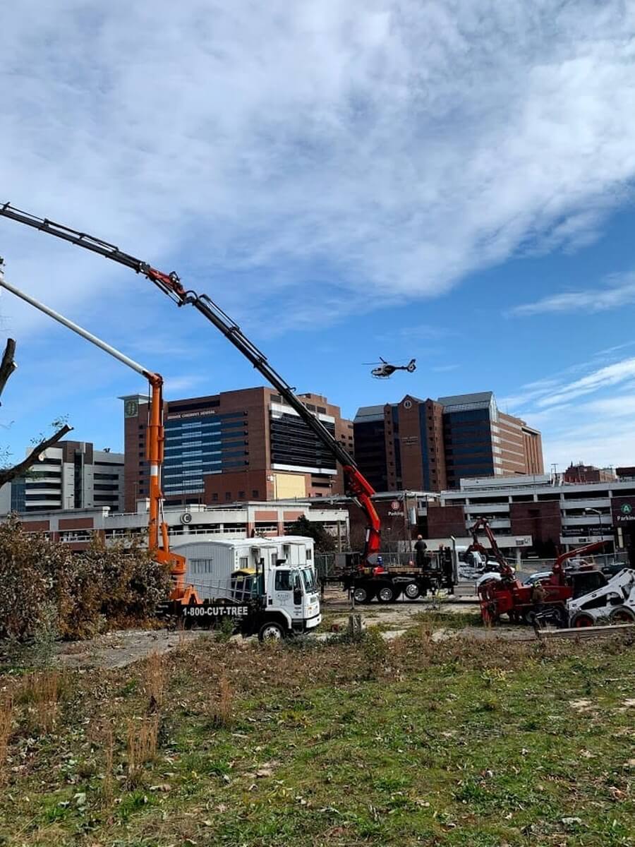 Commercial Tree Service