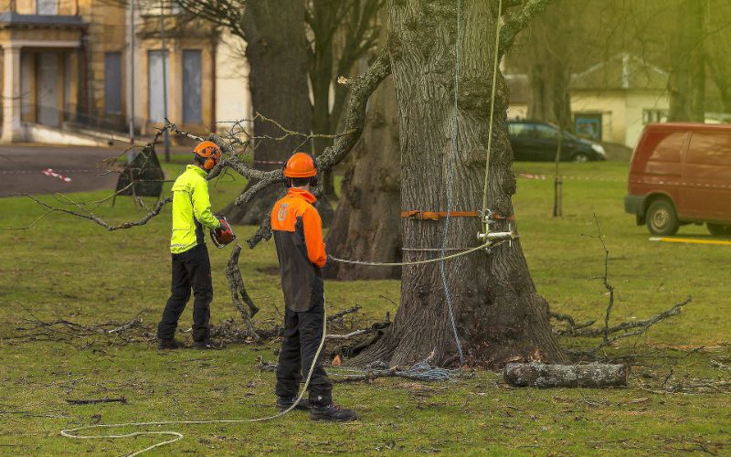 Preventative Tree Care