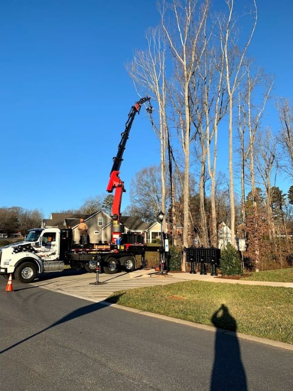 Tree removal