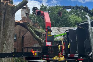 How to Identify When You Need Emergency Tree Service