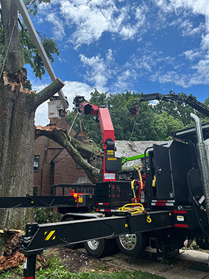 How to Identify When You Need Emergency Tree Service