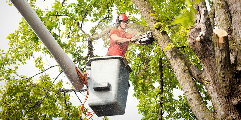 The Dangers of DIY Tree Cutting