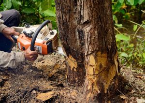 Three Steps to Take Before Your Professional Tree Takedown