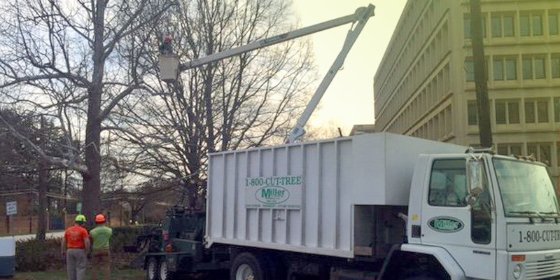 Commercial Tree Care in Greensboro, North Carolina