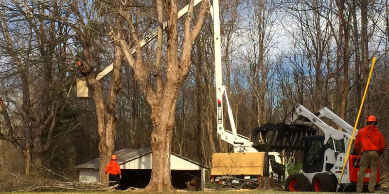 Emergency Tree Service in Advance, North Carolina