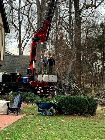 Tree Removal Prices in Lexington, North Carolina