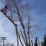 Tree Cutter in Advance, North Carolina