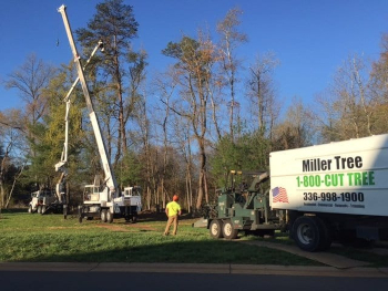 Tree Care in Advance, North Carolina