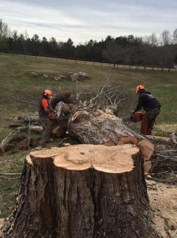 Tree Specialist in Clemmons, North Carolina