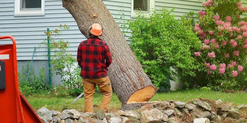 Tree Service in Advance, North Carolina