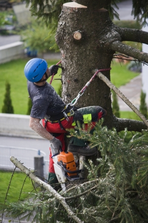 Hiring a Professional Tree Service Has Many Benefits