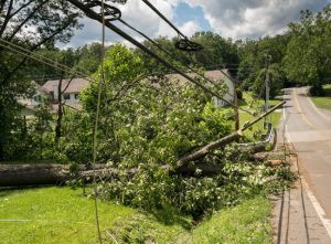 Signs You May Need Emergency Tree Service