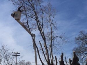 Arborist in Lexington, North Carolina