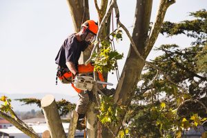 Grapple Saw Tree Removal