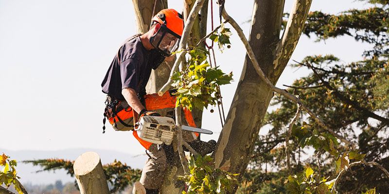 Grapple Saw Tree Removal in Clemmons, North Carolina