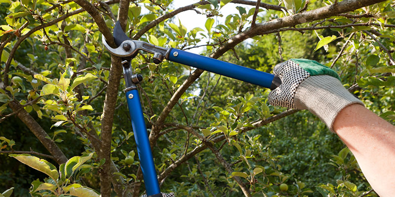 Why Do Homeowners Need Preventative Tree Care?