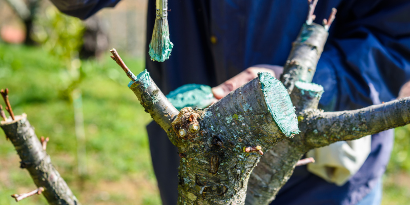 Commercial Preventative Tree Care in Winston-Salem, North Carolina