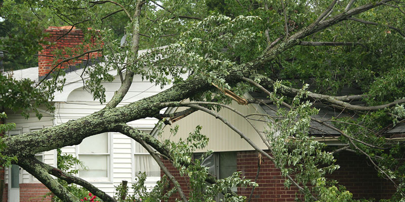 Why Would I Need a Tree Removal?
