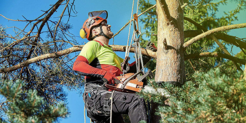 Professional Tree Service in Mocksville, North Carolina
