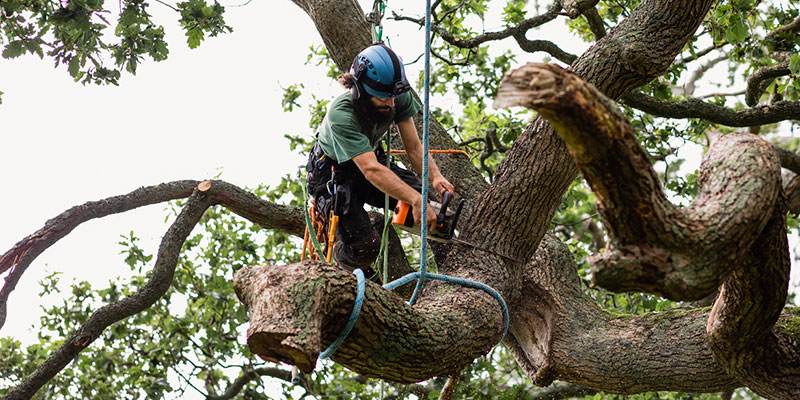 Three Common Misunderstandings About Tree Removal