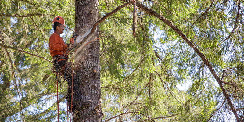 Tree Service 101