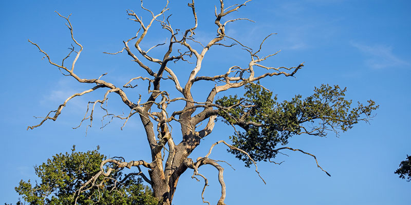 When to Call for Emergency Tree Service