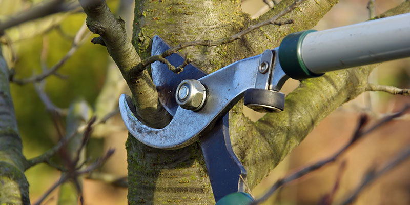 What You Need to Know About Preventative Tree Care