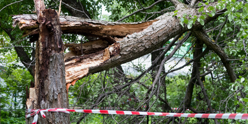 Why You Should Have an Emergency Tree Service Company on Speed Dial