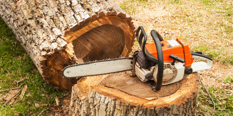 Here’s What a Tree Cutter Will Do During a Tree Removal Service