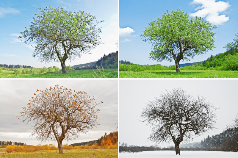A Quick Guide to Tree Trimming Through the Seasons