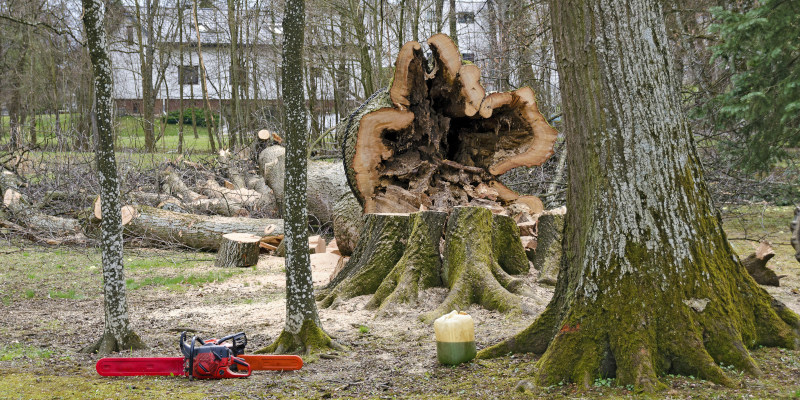 Top Five Reasons to Schedule a Tree Takedown