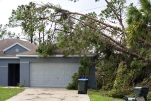 How to Recognize the Need for Emergency Tree Service