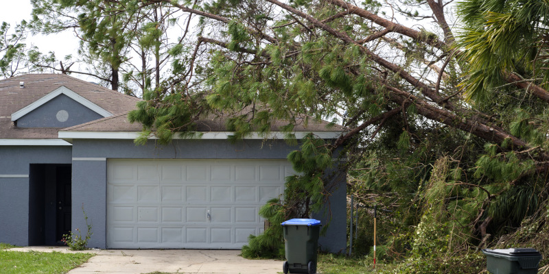 How to Recognize the Need for Emergency Tree Service