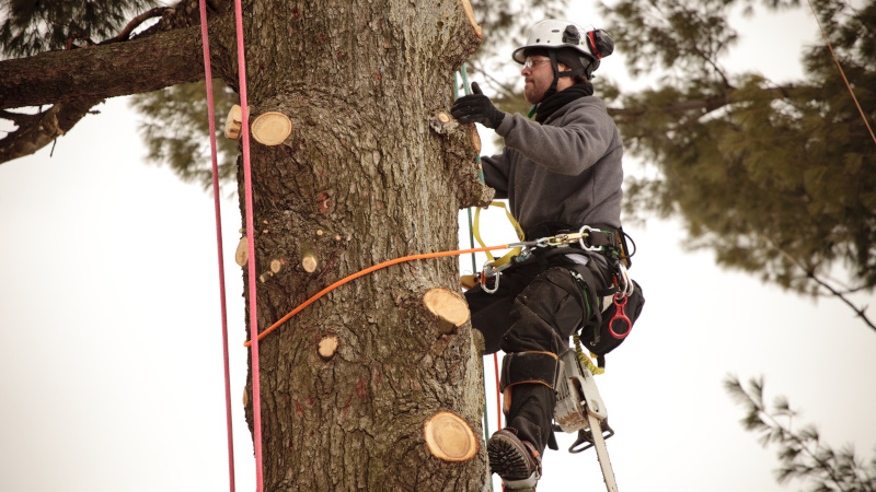 Choosing the Right Arborist: What to Look For