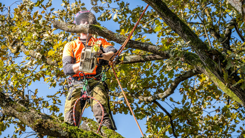 How Regular Tree Trimming Keeps Your Property Safe & Beautiful
