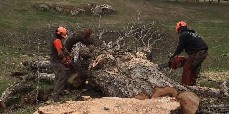 3 Times to Contact Our Tree Service Company