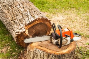 Why You Should Choose Us When You Need a Tree Cutter