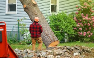 How to Prepare for Tree Removal Services How to Prepare for Tree Removal Services