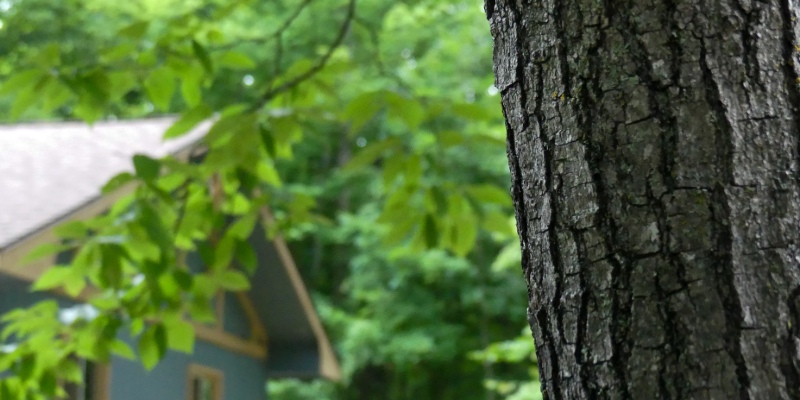 Our Top Tree Care Tips for Homeowners