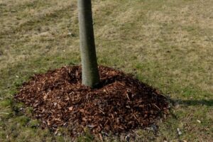 Tree Mulching: What It Is and Why It’s Beneficial