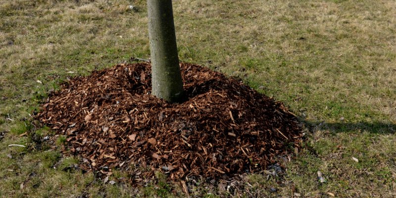 Tree Mulching: What It Is and Why It’s Beneficial